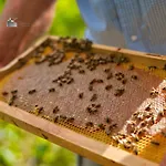 Honey-house Kastrioti Adventures