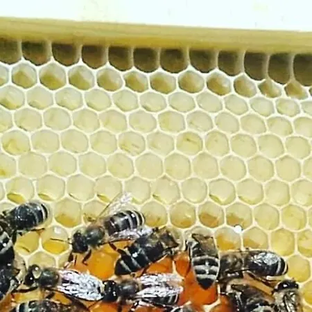Alloggio in famiglia Honey-house “kastrioti” Përmet