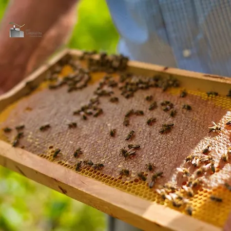 Honey-house “kastrioti”