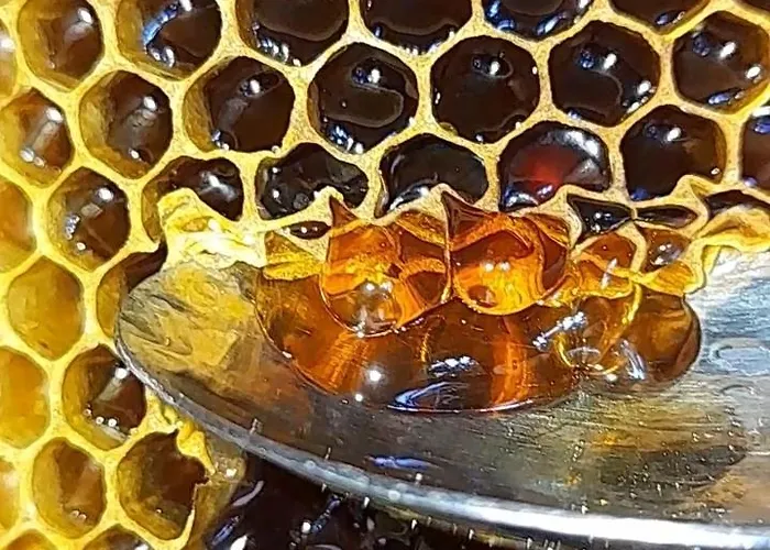 Honey-house “kastrioti” Përmet