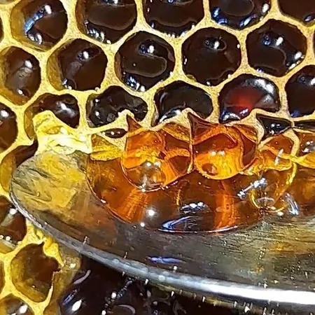 Honey-house “kastrioti” Përmet