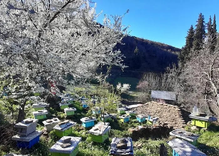 Honey-house “kastrioti” Homestay